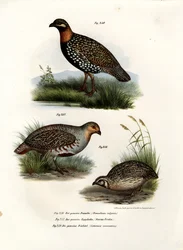 Europese Francolin, 1864